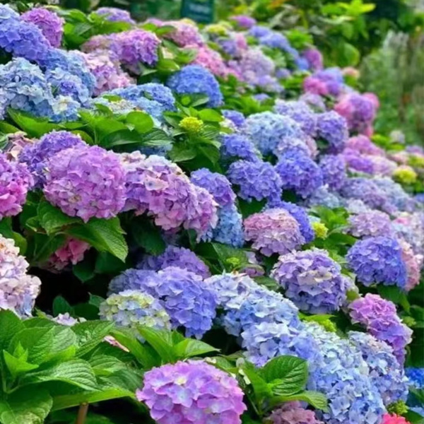 【三哥精选】5加仑 无尽夏绣球 新手必入可调色