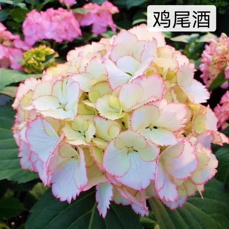 【三哥精选】7加仑鸡尾酒白底粉边绣球耐晒耐寒 适合庭院种植