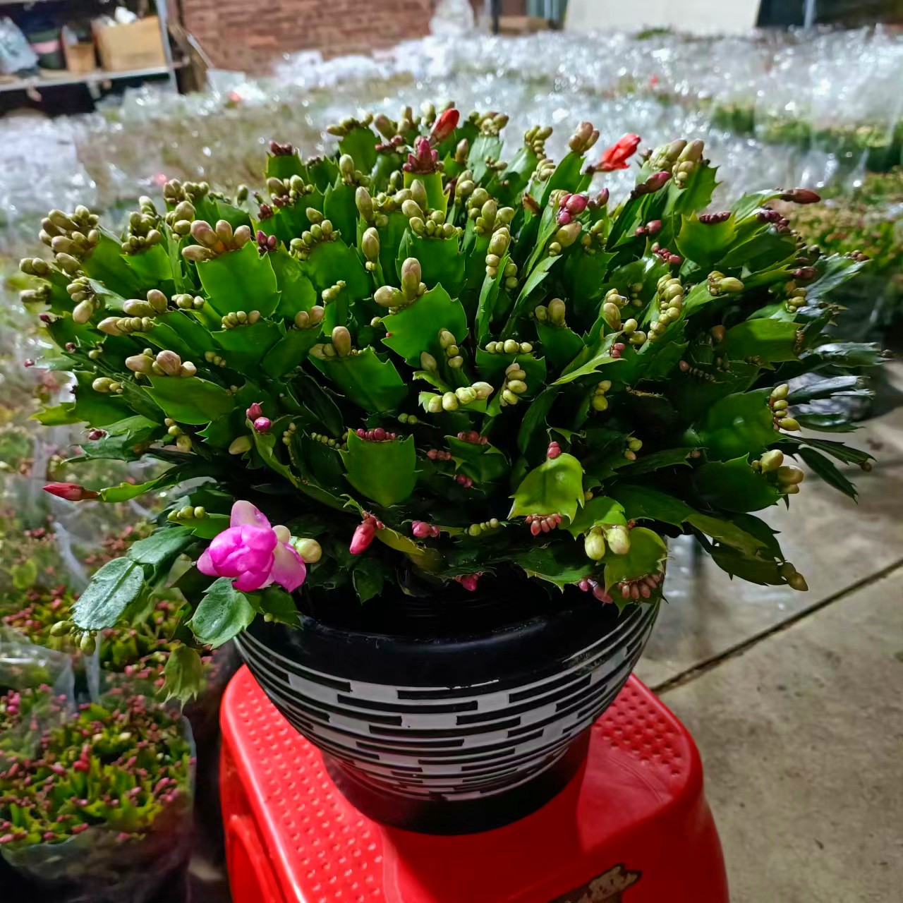 十多年生的老桩苗超大盆头带花苞发货