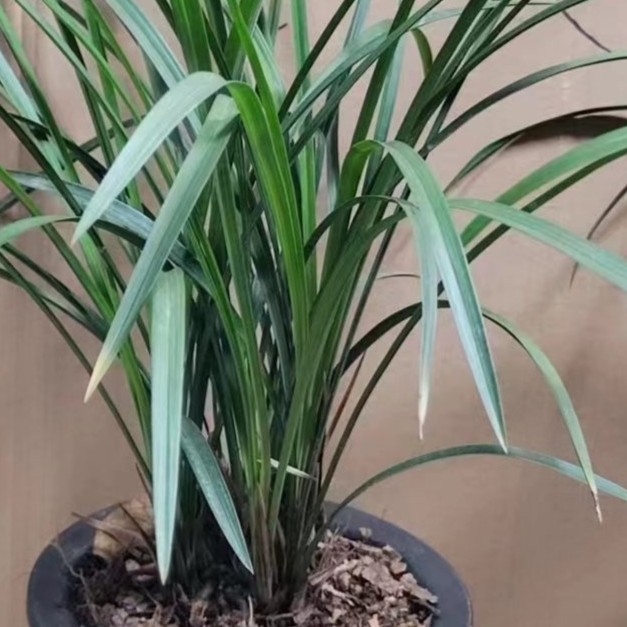 春兰直播拍草专用商品（新疆，内蒙古偏远地区不包邮）