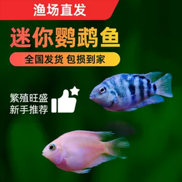 13号  3-4cm混色 【12条】迷你鹦鹉鱼混色淡水热带鱼好养易活易繁殖