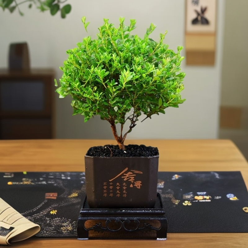 小叶赤楠盆栽好养四季常青绿植老桩盆景植物花卉室内办公室桌面