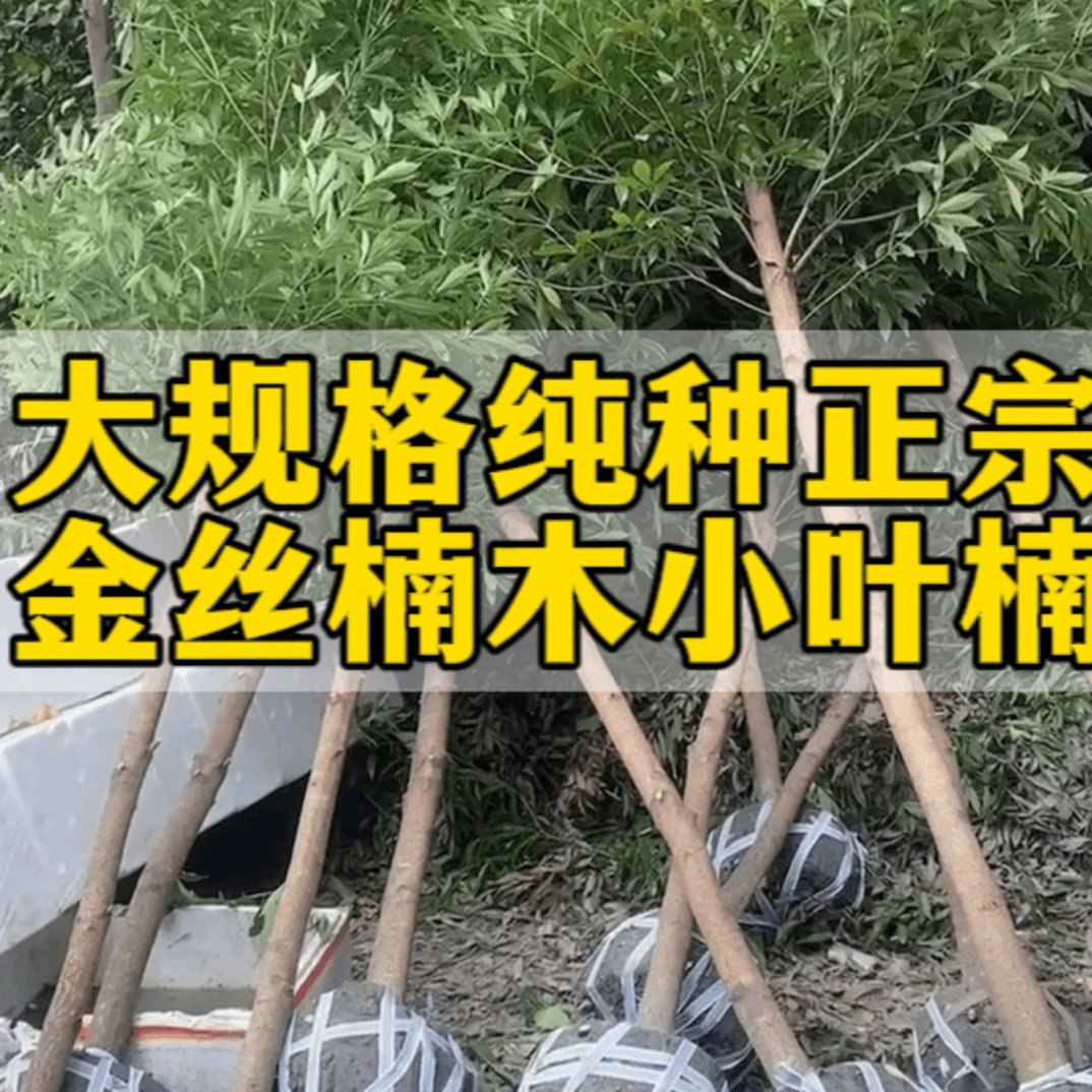 金丝楠木树苗【双十一福利集合】四川正宗原产地四季常青风景绿化树