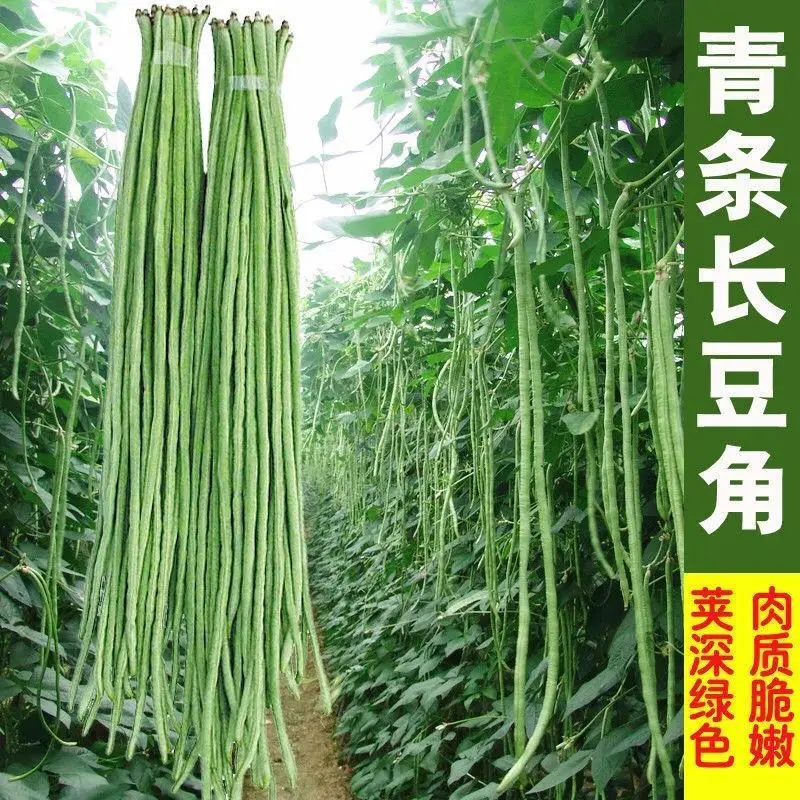 一米长豆角摘不败高产豇豆种子春秋庭院田园易种蔬菜四季豆种籽