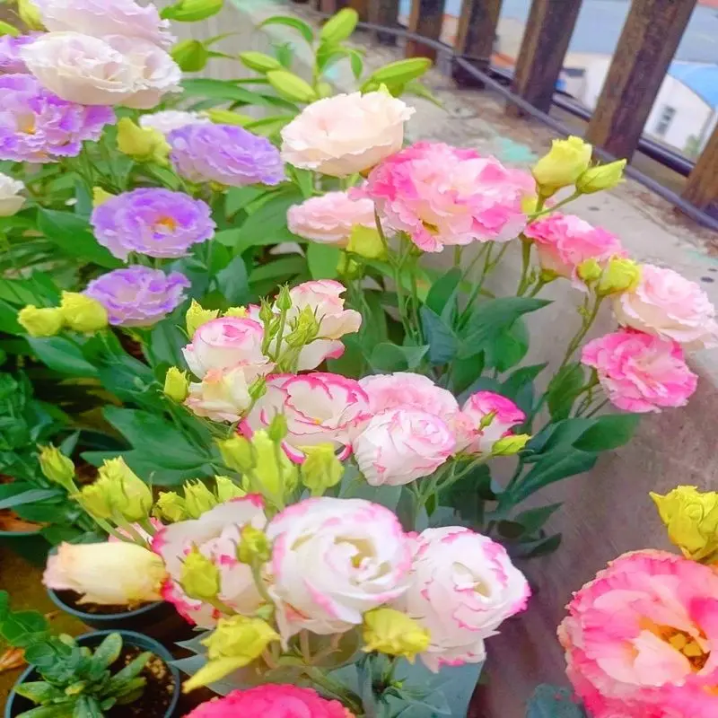 重瓣洋桔梗花种子四季播种开花易活花卉种孑庭院室外阳台花草种籽