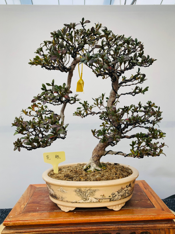 进口皋月杜鹃，花瓶
