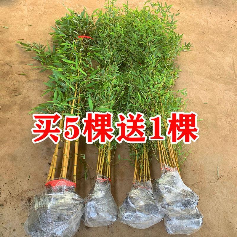 金镶玉黄金竹竹子苗庭院四季常青花园观赏植物室内盆栽景观金竹苗