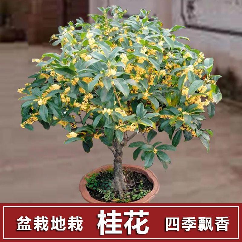 【20天开花】四季桂花树苗盆栽金桂树阳台好养花卉大全吸甲醛绿植