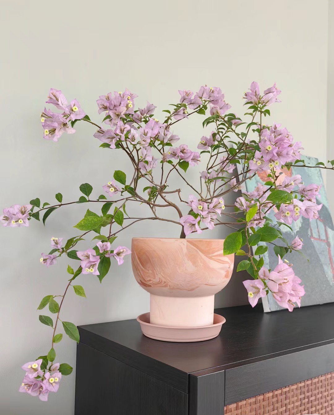 【苹果花】三角梅花卉绿植盆栽基地直发