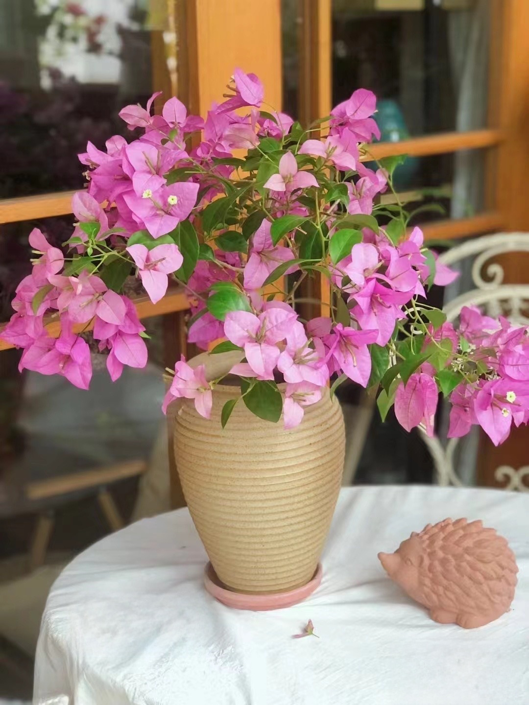 【赛弗里】三角梅花卉绿植盆栽基地直发