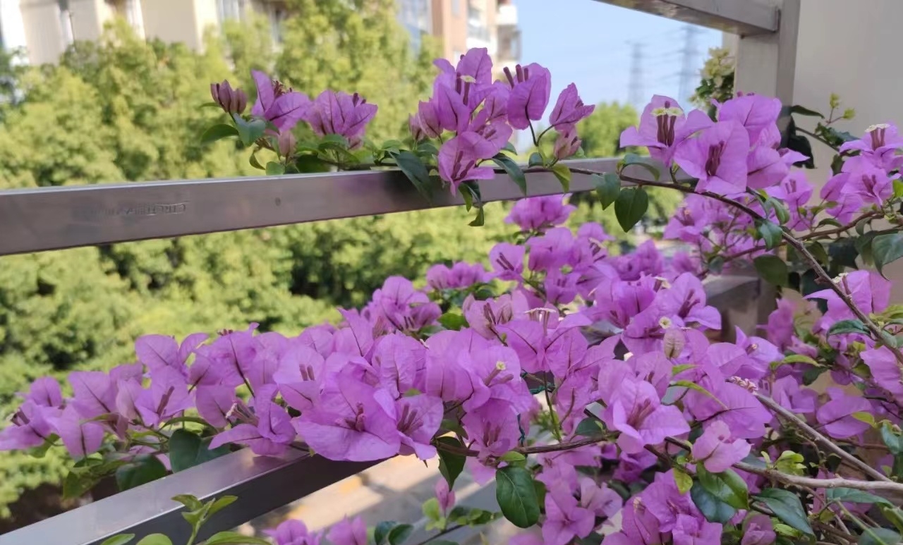 【巴西紫】三角梅花卉绿植盆栽基地直发