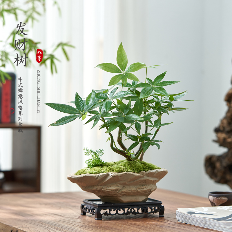 发财树绿植室内盆栽办公桌面茶桌小植物好花卉养中式禅意盆景摆件