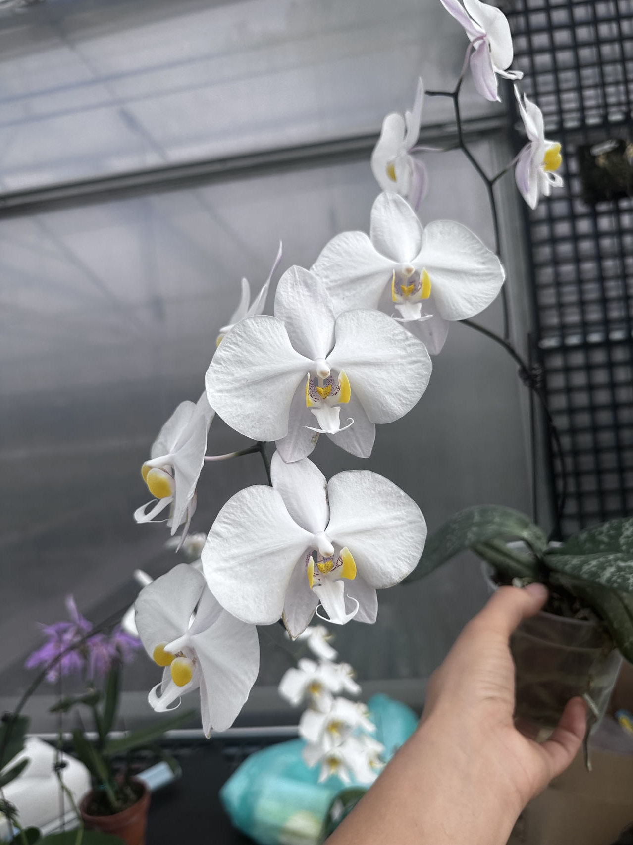 菲律宾 苗株 鲜花绿植  板植 有瑕疵