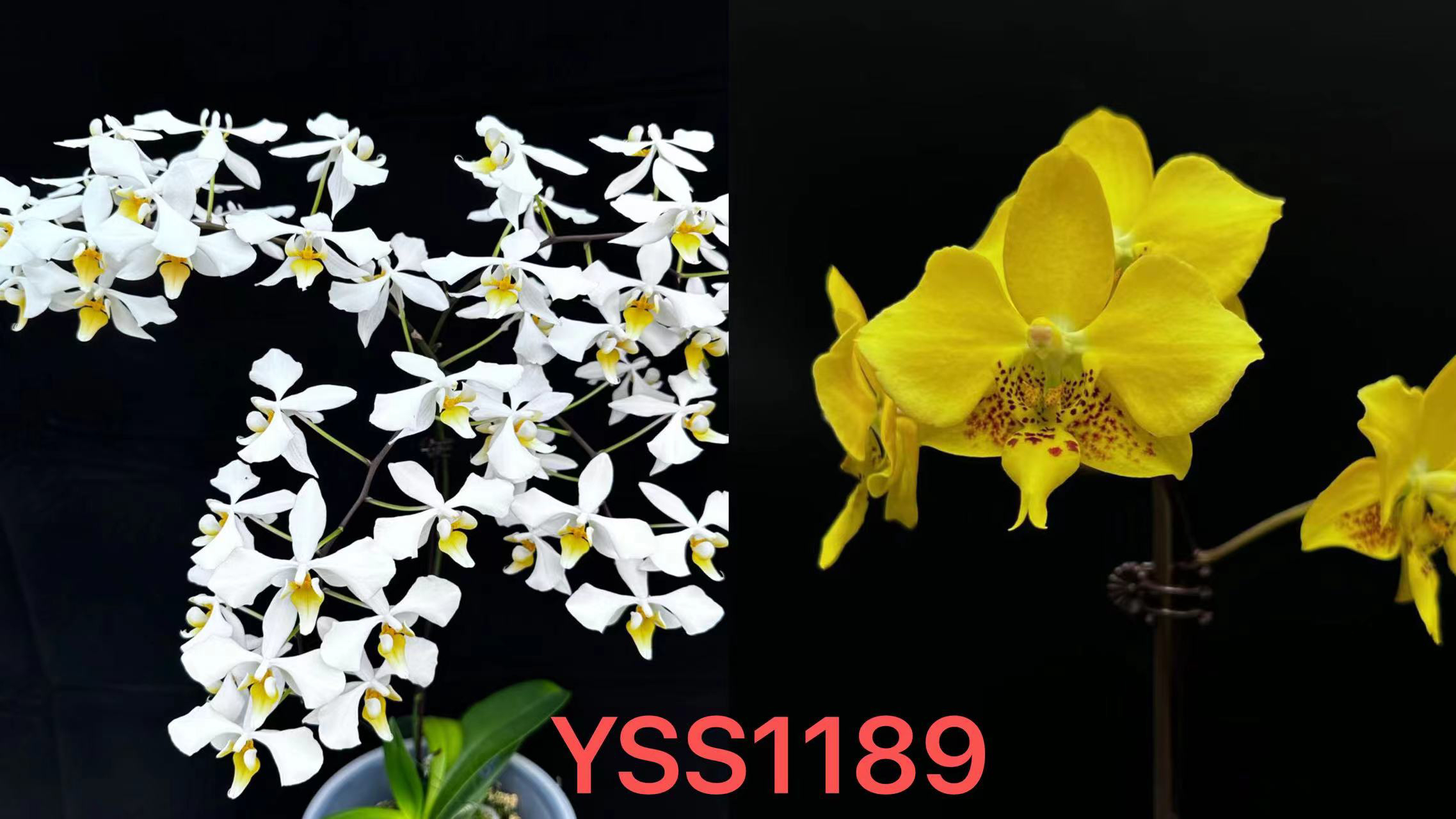 YSS1189  英特“蜻蜓”交史塔基 3寸 开花/花苞株 瑕疵 鲜花绿植