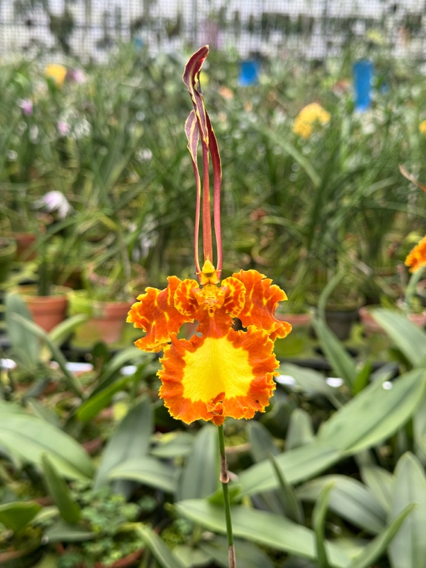 齐天大圣 4寸 鲜花绿植 苗株 有瑕疵