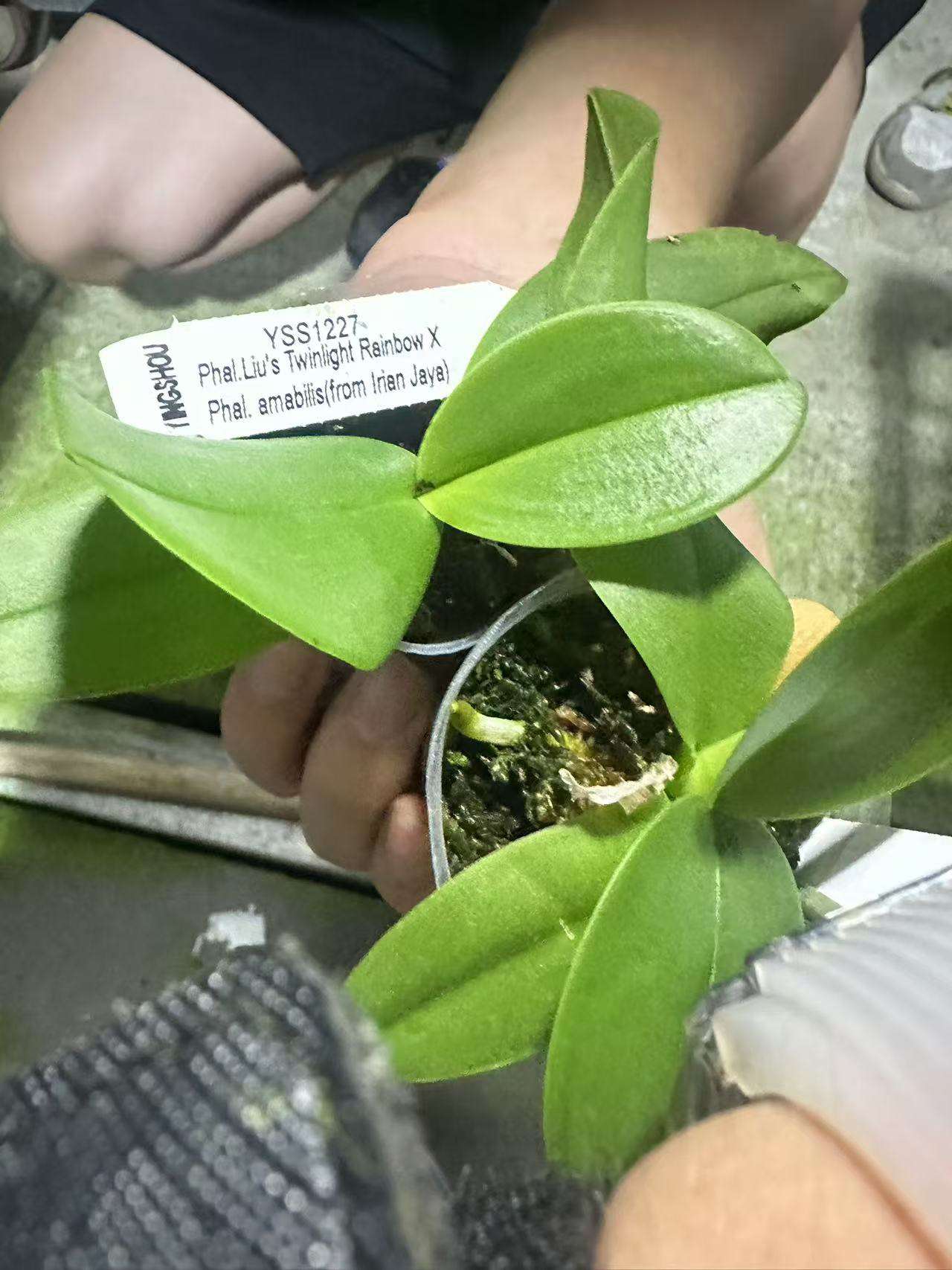 YSS1227 暮光彩虹交香阿嬷 3寸 花剑花苞株  蝴蝶兰