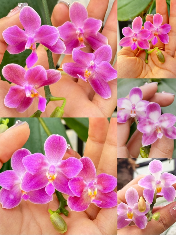 苏拉威西交印地狗   板植 鲜花绿植 蝴蝶兰