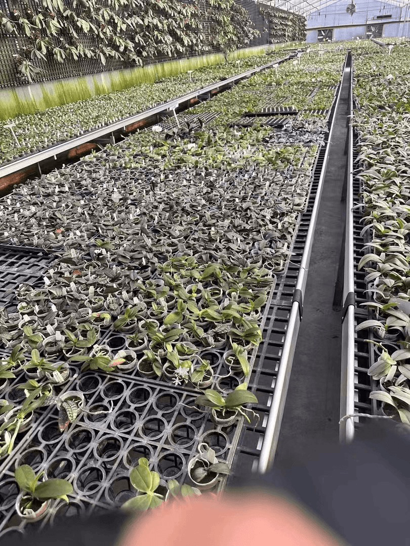 盲盒 随机尺寸 鲜花绿植 微瑕疵 少根 