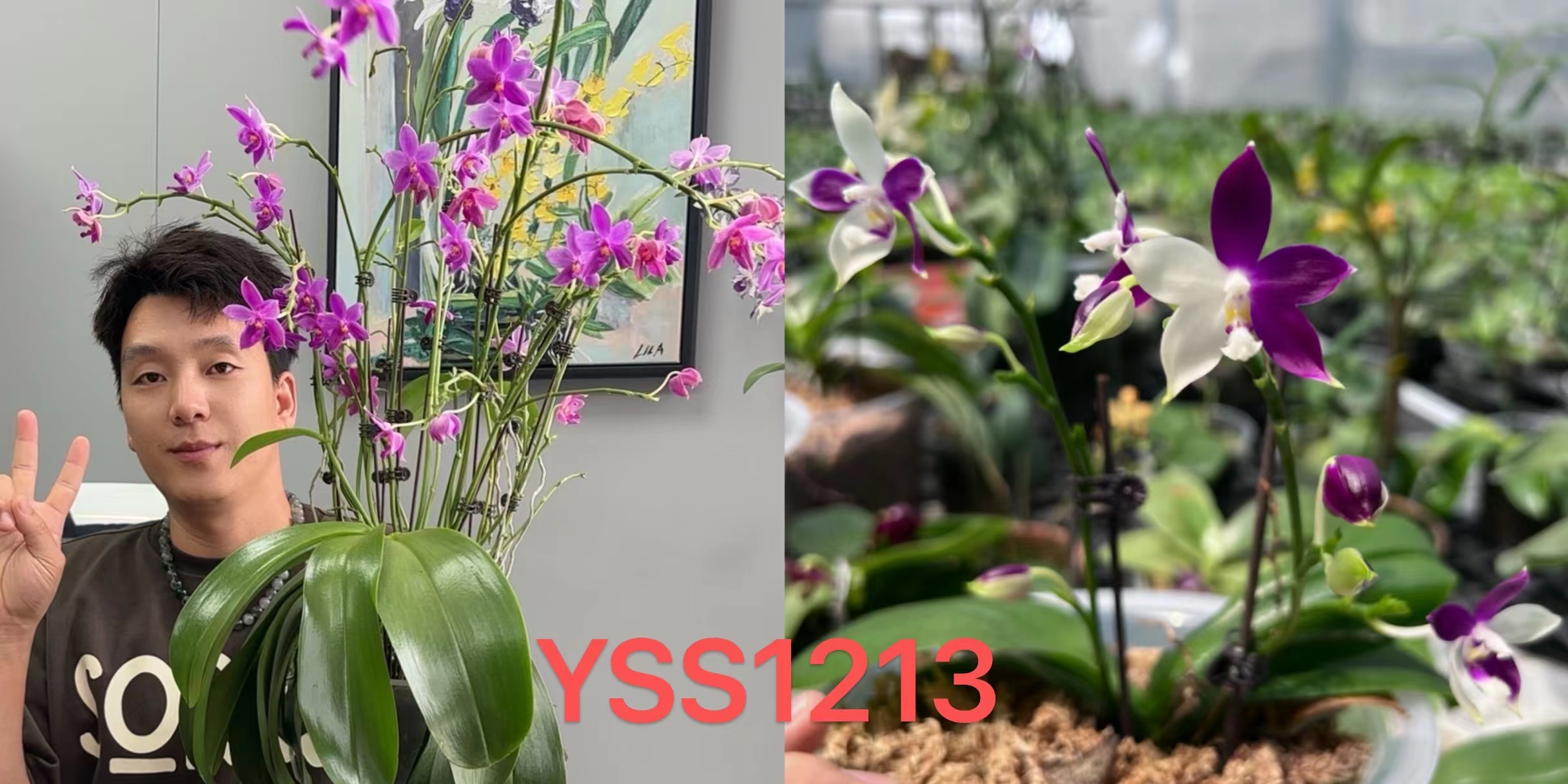  YSS1213 红烛交雅风GG 1.7寸 花剑或花苞株 微瑕