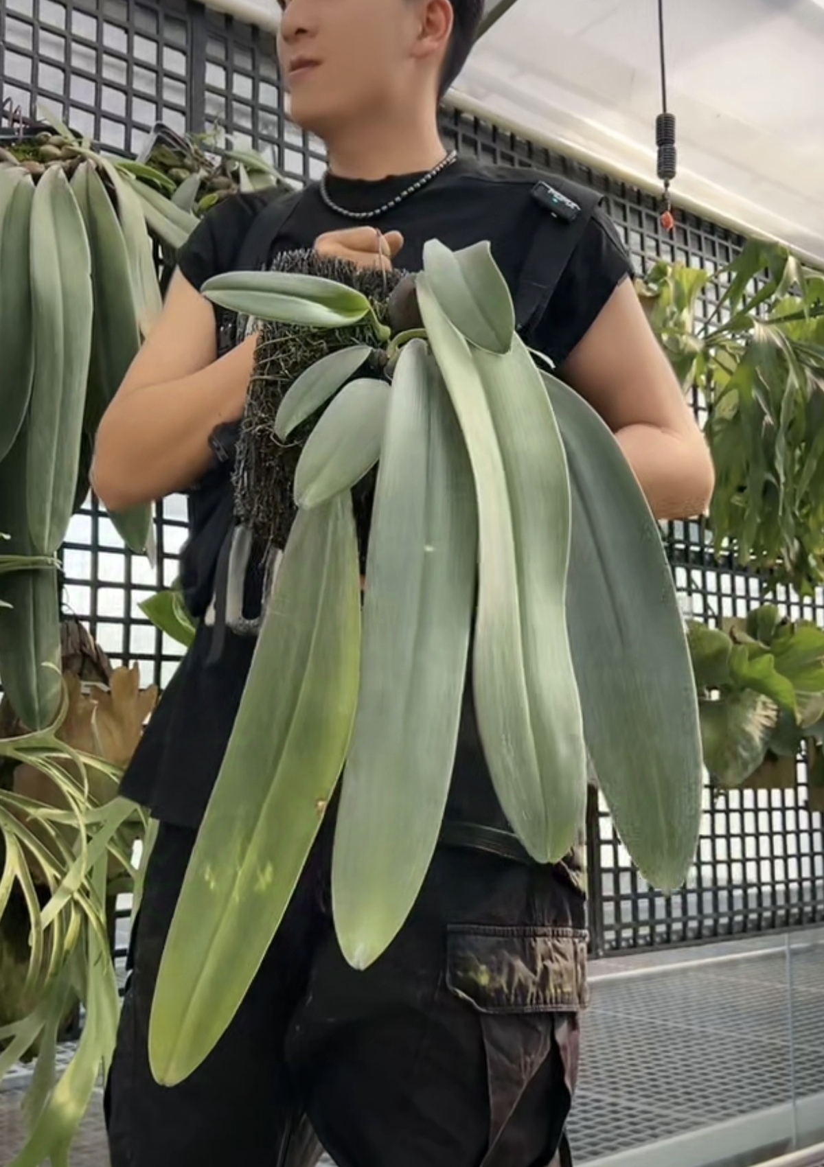 领带石豆 分株苗 一苗一新芽 鲜花绿植 微瑕