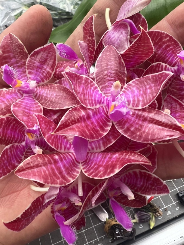 YSM211盈收红路德 3寸 苗株带侧芽 鲜花绿植 