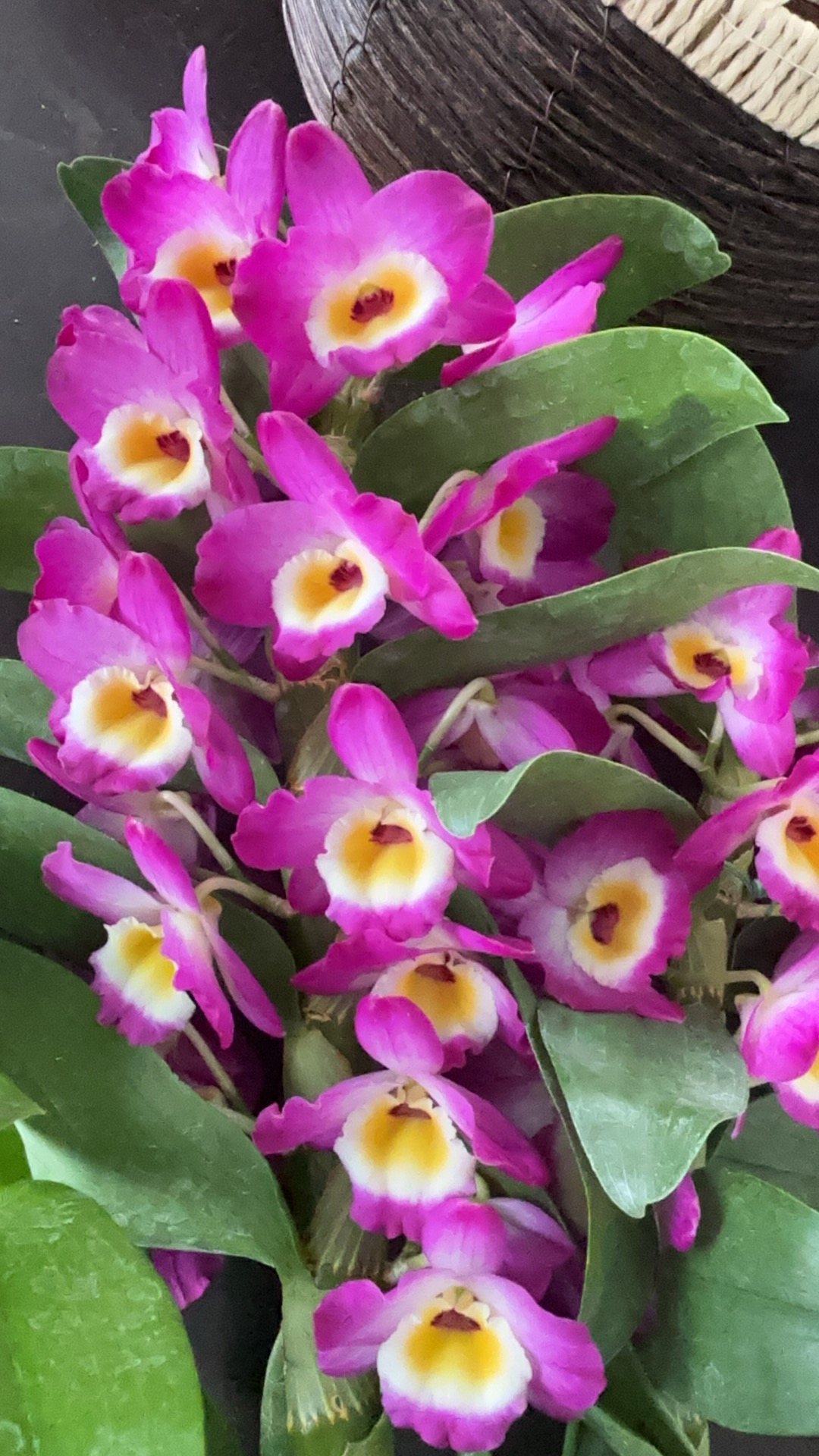 兰花 石斛兰 春石斛 《红皇后》原盆原土发货