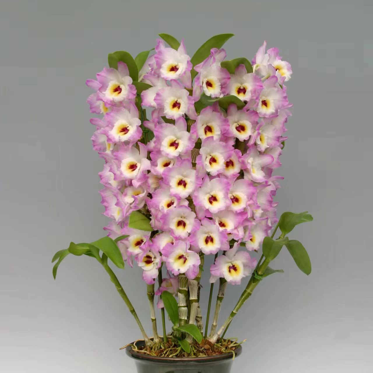 兰花 石斛兰 春石斛 《粉红兔》原盆原土发货