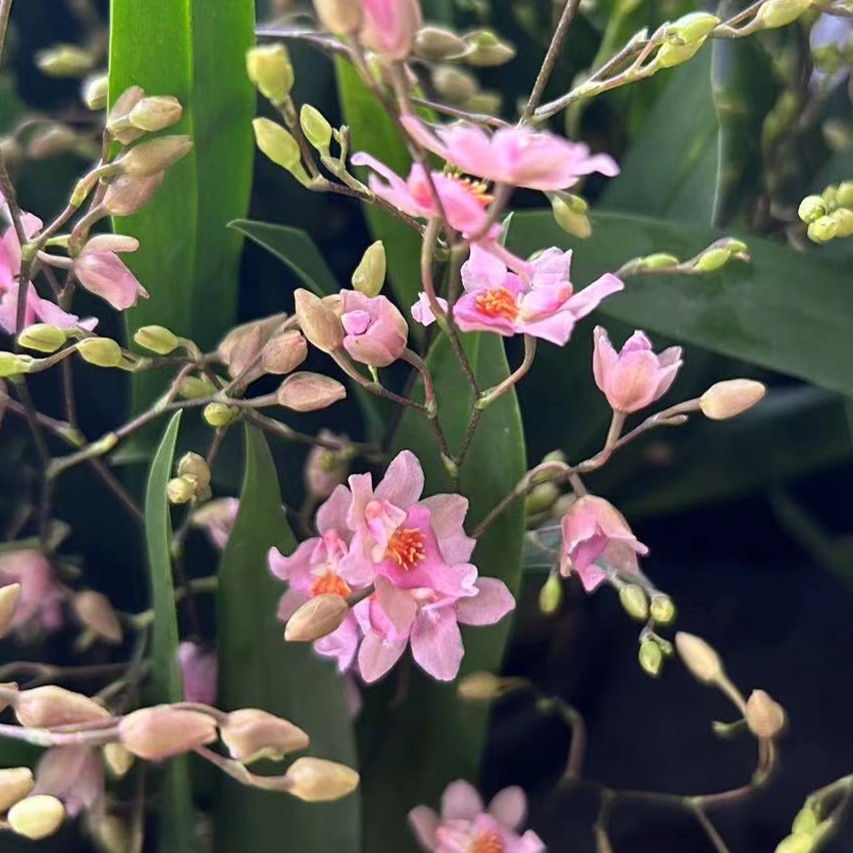 文心兰 梦香兰 《光宗粉》 粉色花  原盆原土 带花苞发货 