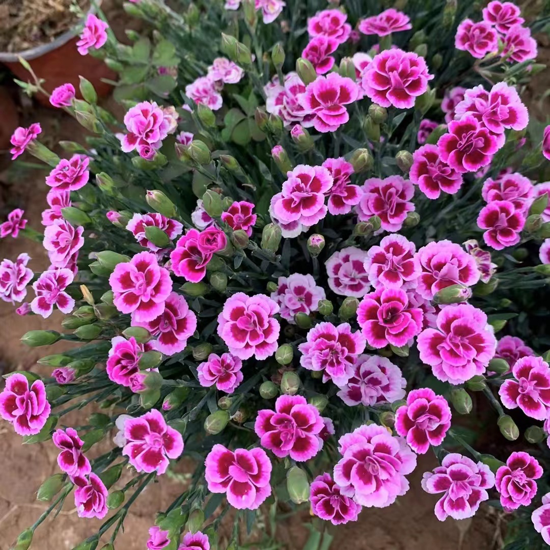 初吻石竹【初吻一盆】四季开花地被耐寒多年生庭院盆栽绿化易成活
