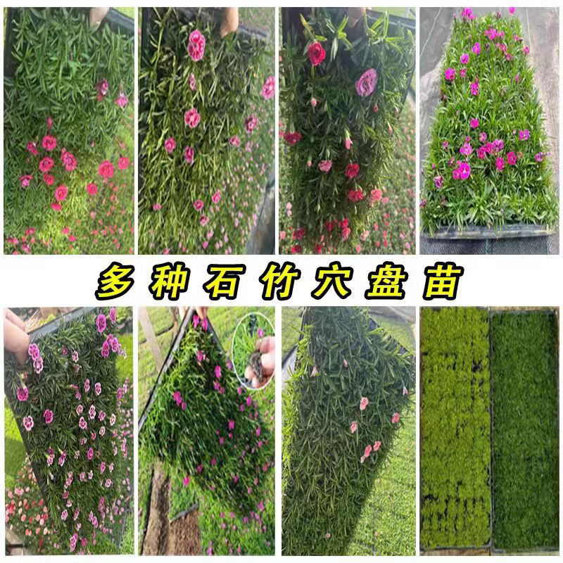 【多色石竹穴苗】奥斯卡康乃馨石竹初吻紫色婚礼欧石竹超美紫蝴蝶