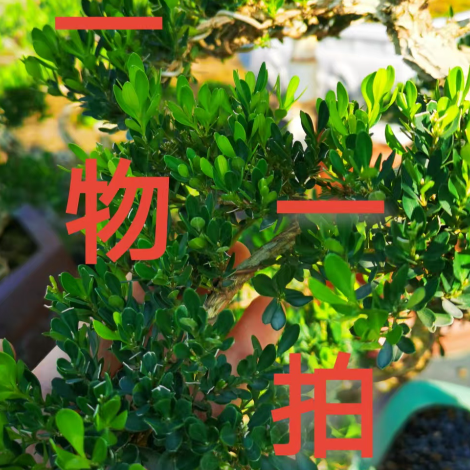 广东皱皮雀舌黄杨 一物一拍