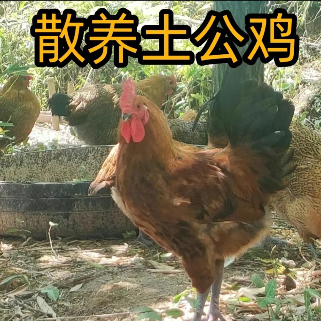 正宗农村散养大公鸡土鸡农家放养土公鸡
