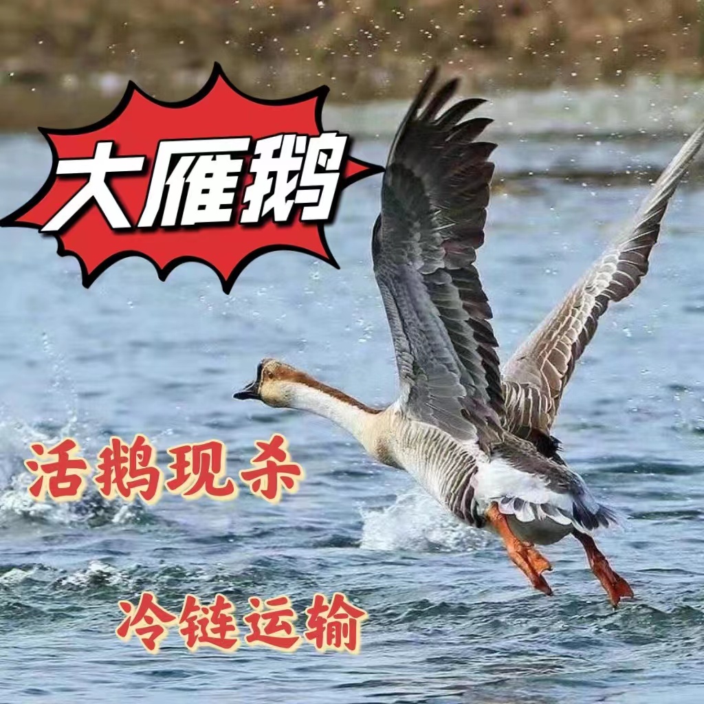 nk(买一只送一只）散养大雁鹅   单只3.6斤左右 连云港发货