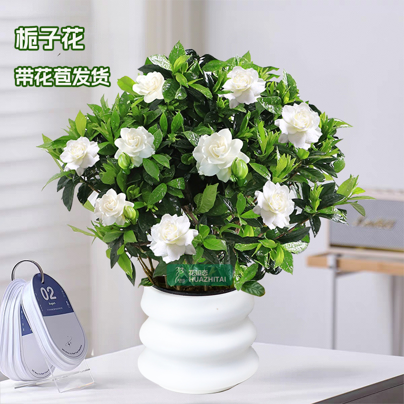 【栀子花】盆栽可开花内外阳台花卉植物绿植浓香型好养白色系花