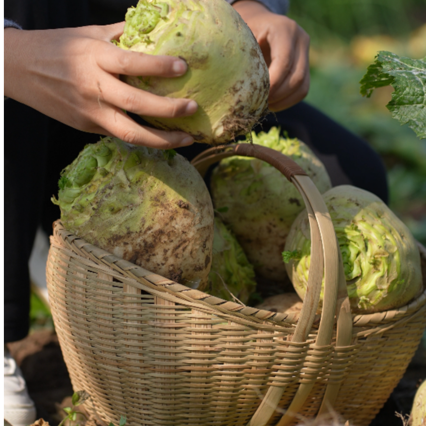 2025年芥菜疙瘩新鲜芥菜头腌咸菜农家自种新鲜芥菜净含量