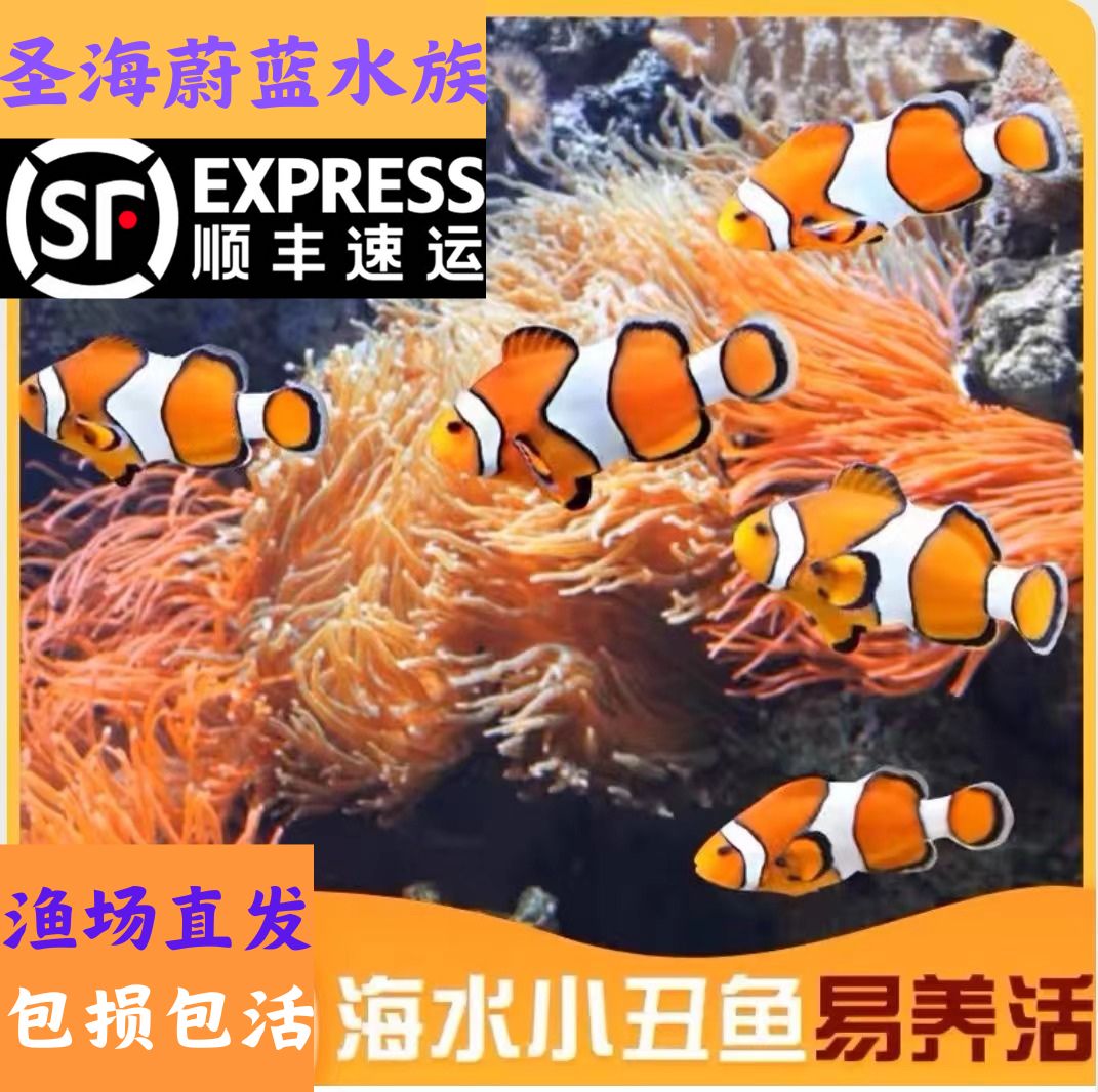 直播间海水鱼客拍专选