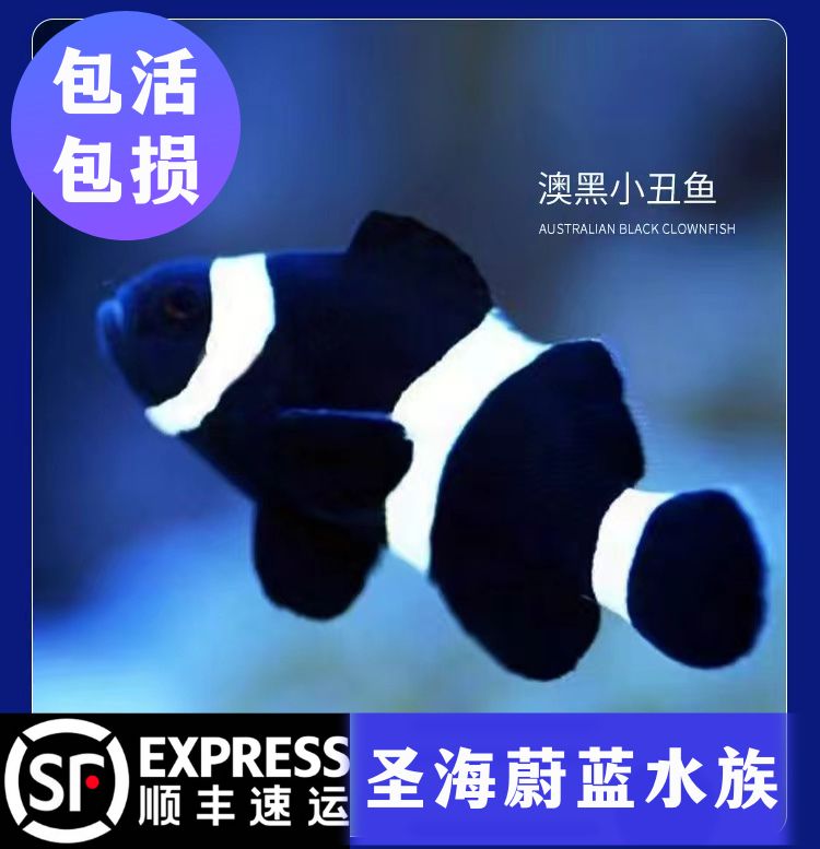 大尺寸小丑鱼直播间奥黑熊猫血印黑冰-人工免包装费运费到付