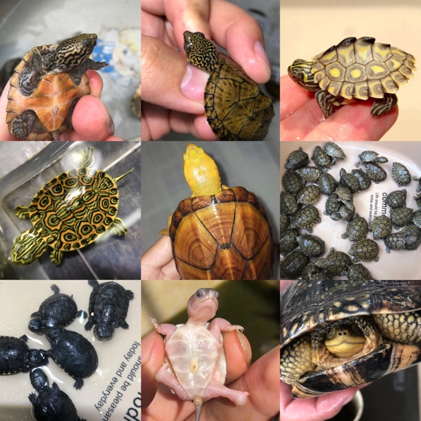 【直播间】观赏龟 巴西龟 蛋龟 变异龟 侧颈龟