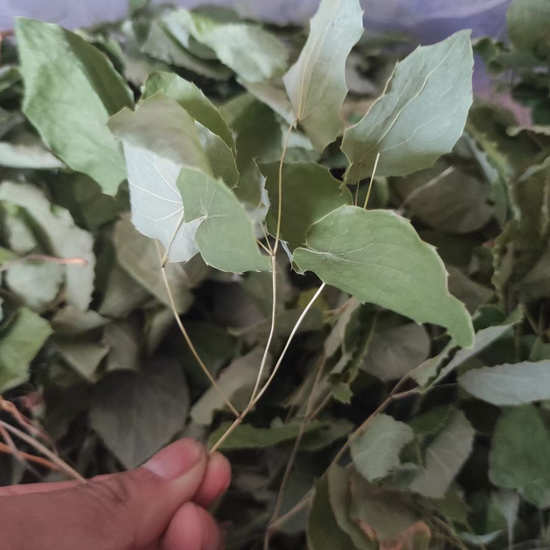 三枝九叶草 野外采集阴阳火