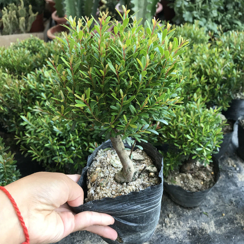 小叶赤楠盆景树桩绿植好养植物室内树苗易活小盆栽红芽迷你造型