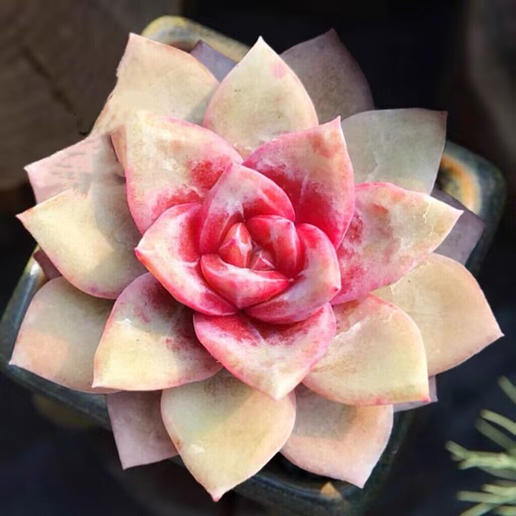 景天仙人球肉锥