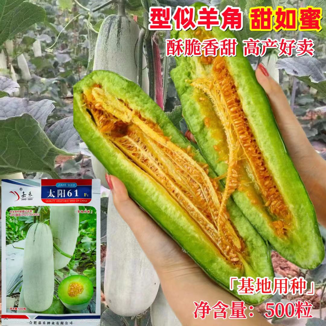 嘉禾太阳61甜瓜种子 薄皮香瓜羊角蜜脆种子杂交甜脆抗病甜瓜种籽
