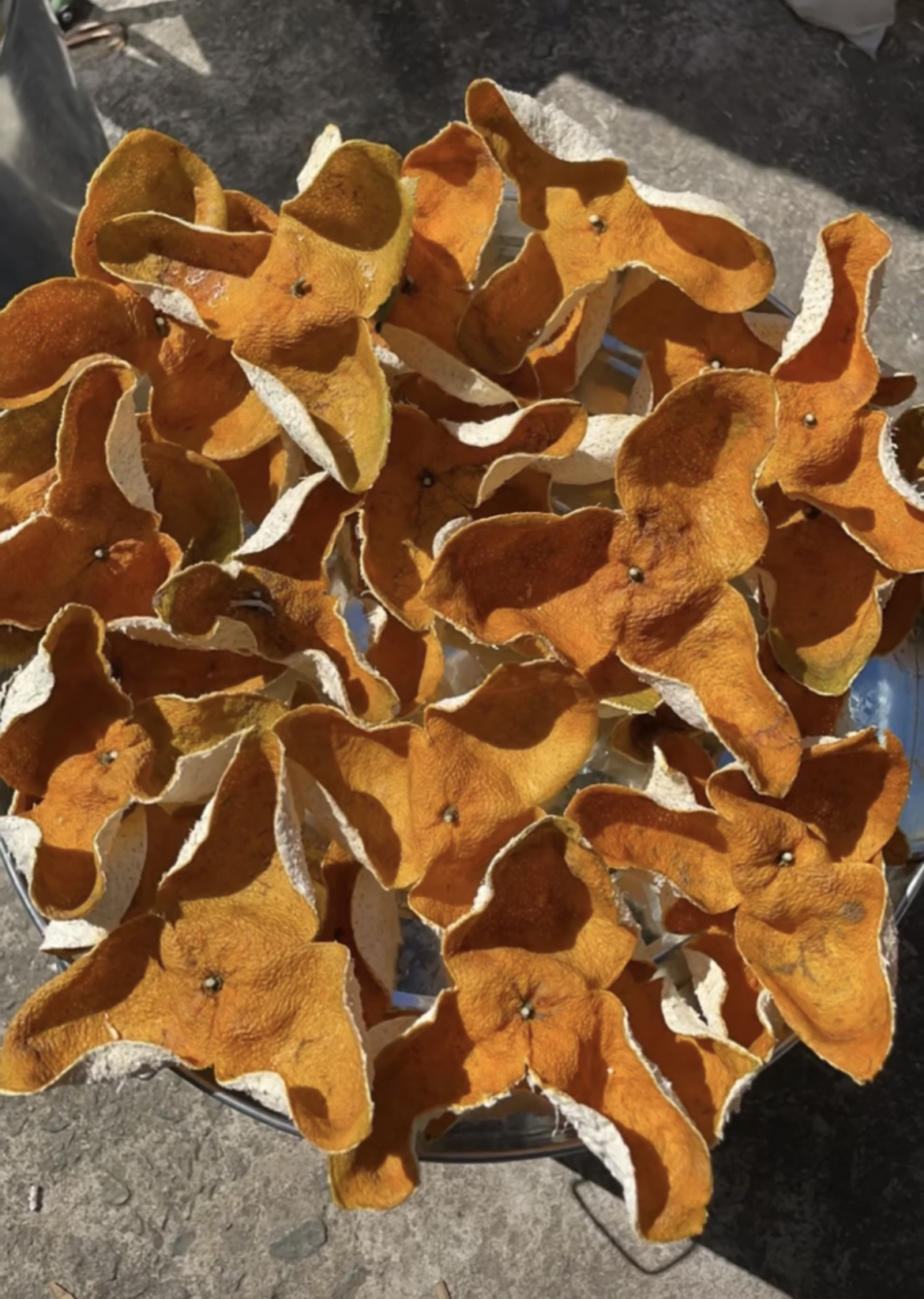 2024年天马圈枝大红皮