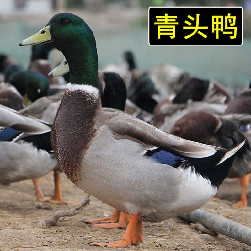 散养土鸭生态新鲜活体寄整鸭手工保鲜美味自然放养宰杀急冻青头鸭