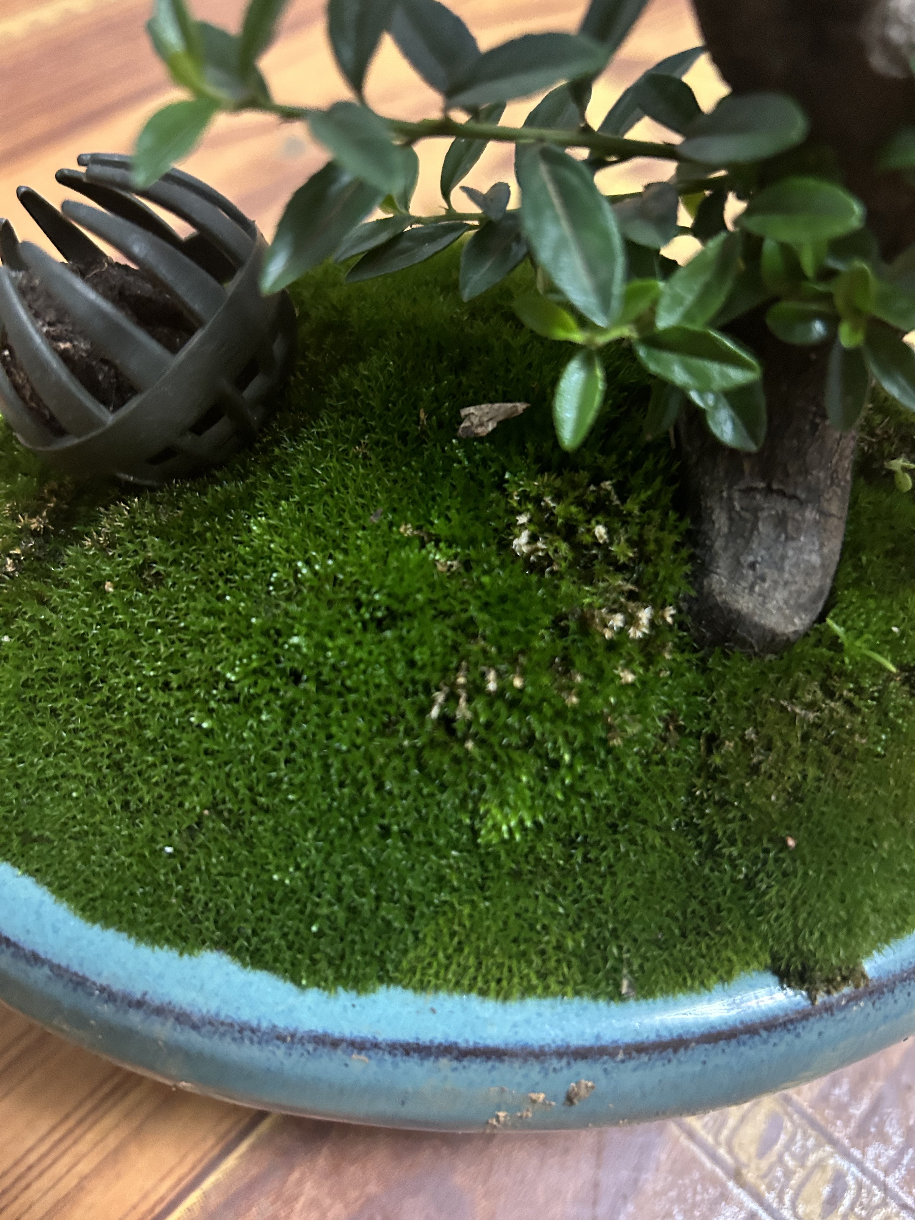 种树必备青苔，适合各种盆景