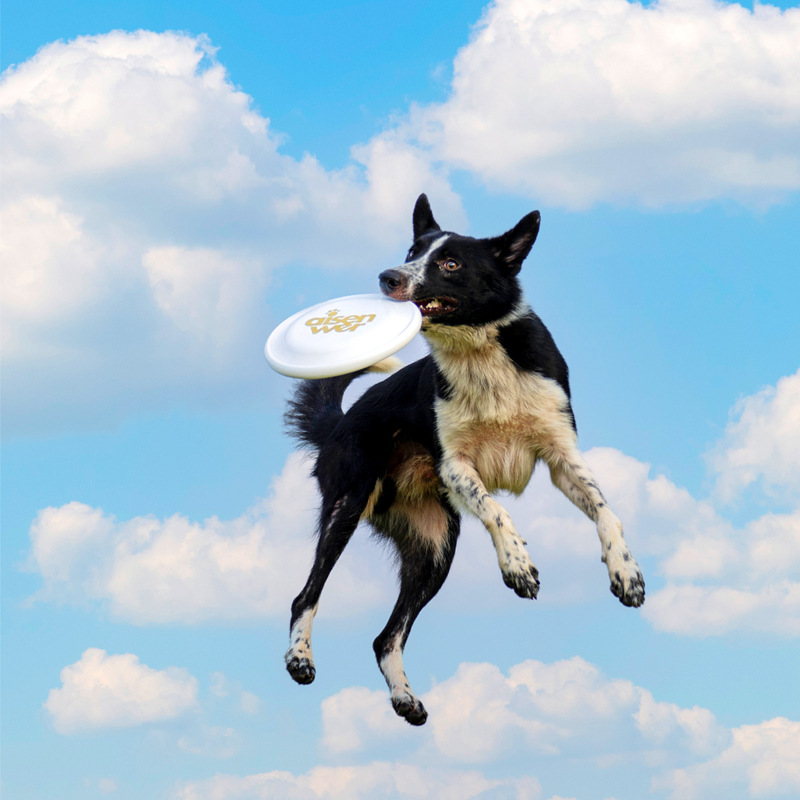 赛事标准飞盘狗训练盘235专业比赛盘边牧花式训练盘    会员