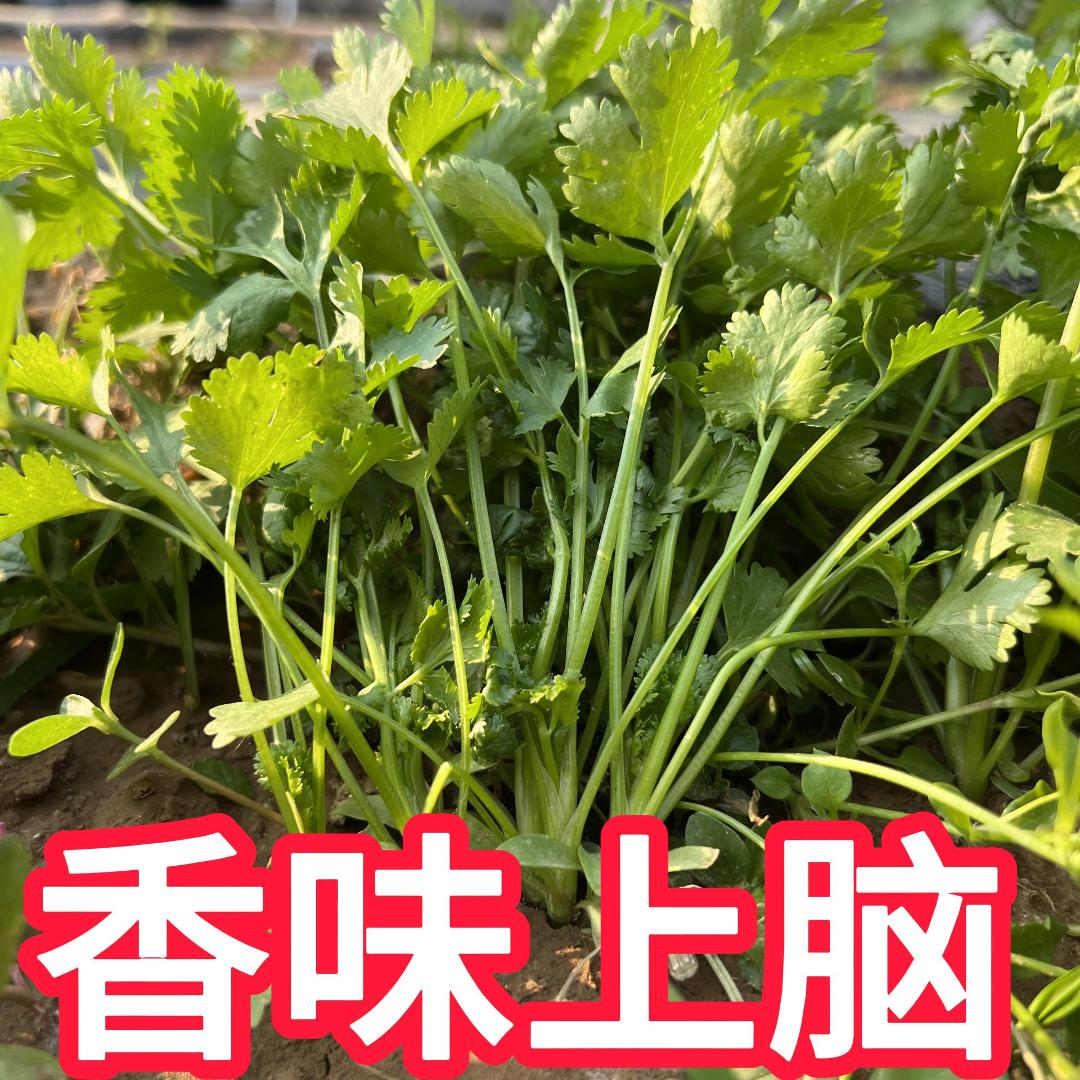 【9.76元4包】香菜种子芫荽种籽大叶香菜四季阳台室内易种蔬菜种籽