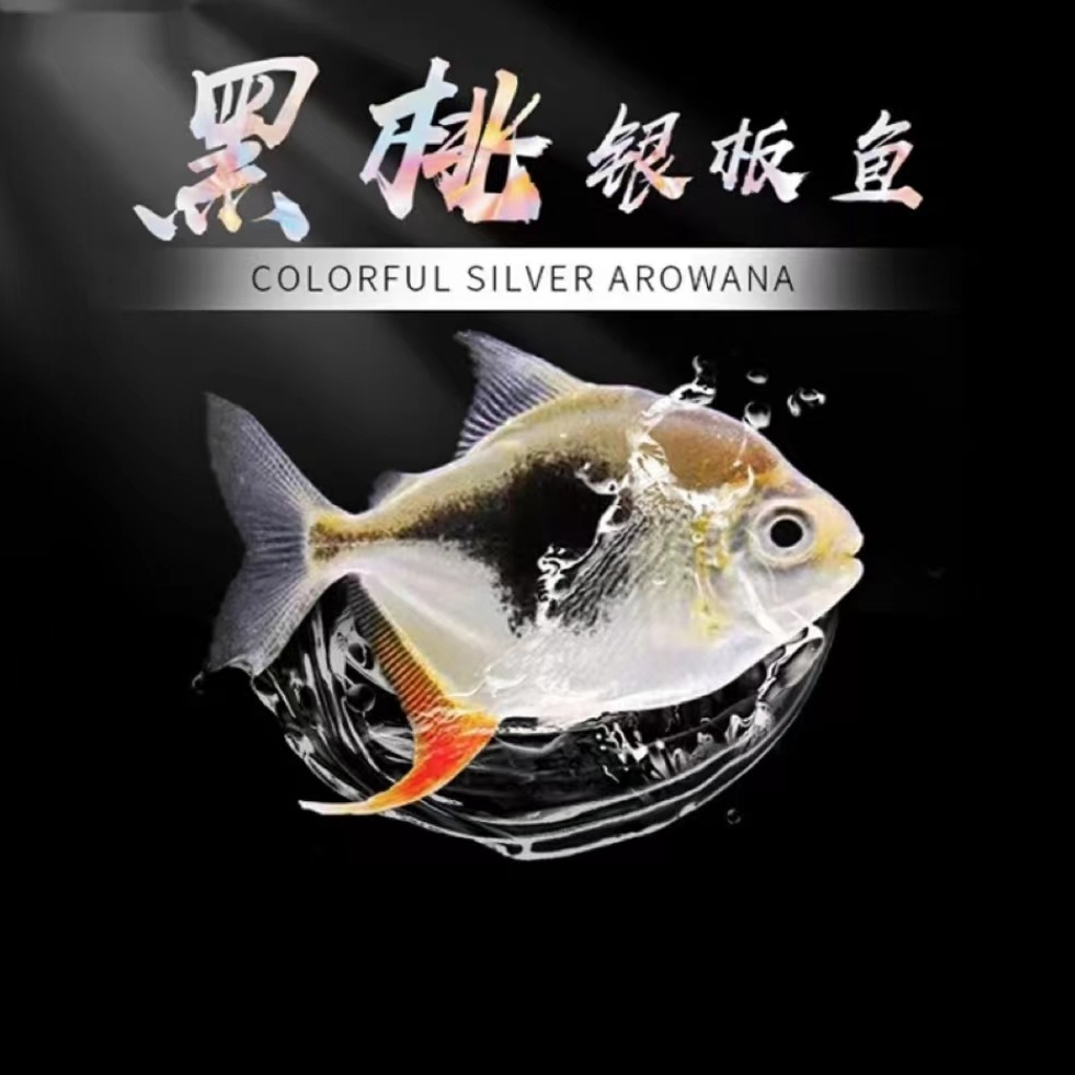银板鱼银板黑桃a细线观赏鱼龙鱼配鱼群游热带鱼活体包邮包运损