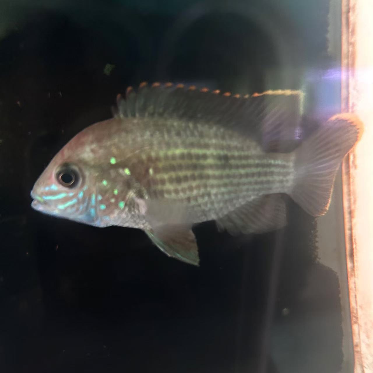 玉面皇冠7-8cm 1条