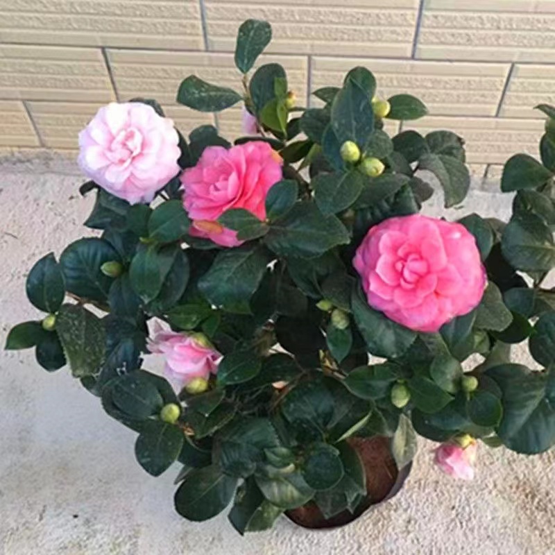 名贵品种:七仙女茶花一树多色重瓣盆栽花卉植物阳台庭院苗圃基地